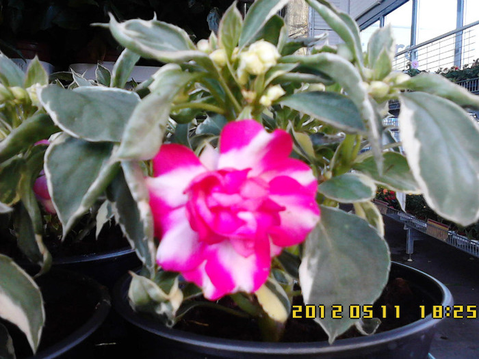 impatiens batut variegat