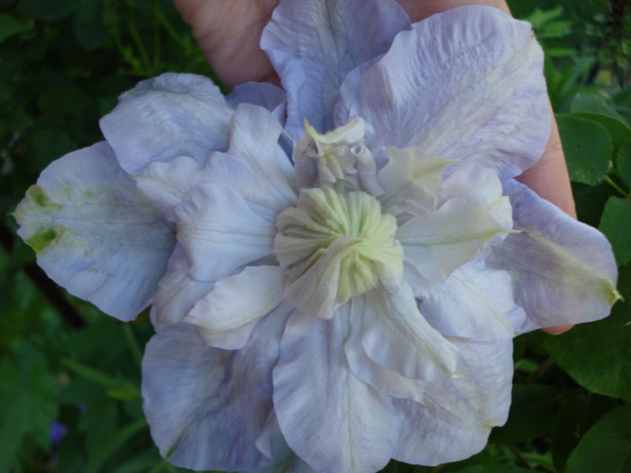 21.05.2012 - Clematis 2012