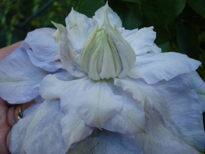 DSC00387 - Clematis 2012