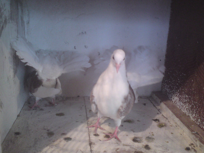 voltati  bragagiu  fratii - G-pui voltati CAPACITI