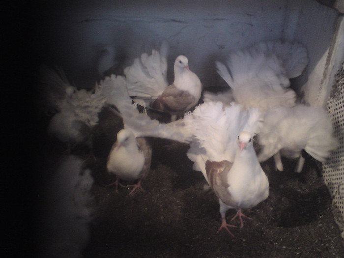 vinduti  peste15 zile altizi