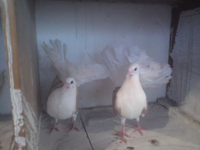 voltati pereche galbeni