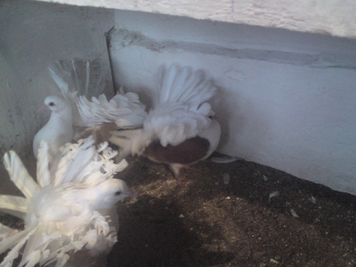 voltatii  pui (pozitie coada )