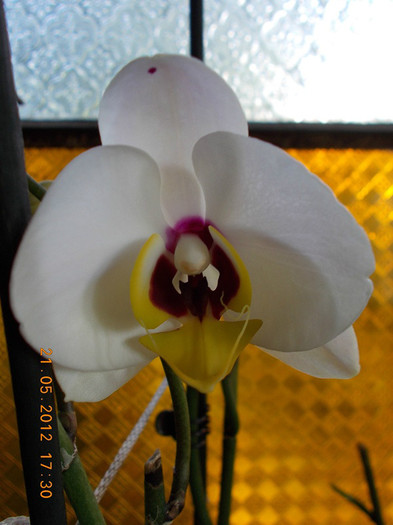 DSCN3101 reinflorita astazi - Orhidee 2012
