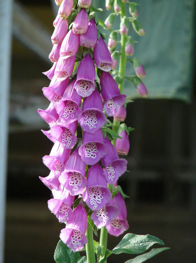 Digitalis - Flori in gradina