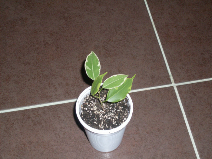 ficus benjamin