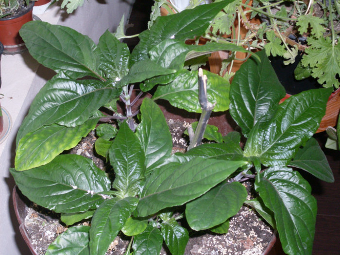 iacobinia - flori ghiveci 2012