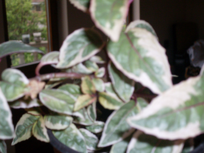 fuchsia variegata