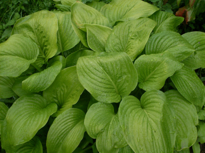 hosta