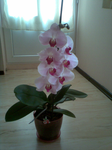 Imag295 - Orhidee