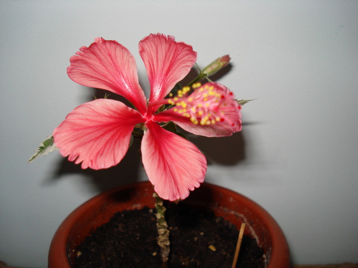 Cooperi - HIBISCUS 2012