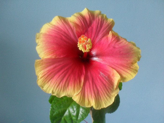 SDC17741 - HIBISCUS OBERON