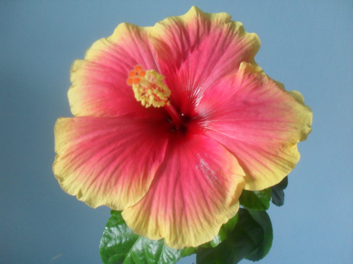 SDC17743 - HIBISCUS OBERON