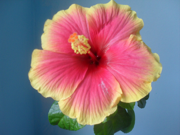 SDC17780 - HIBISCUS OBERON