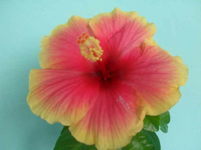 SDC17750 - HIBISCUS OBERON