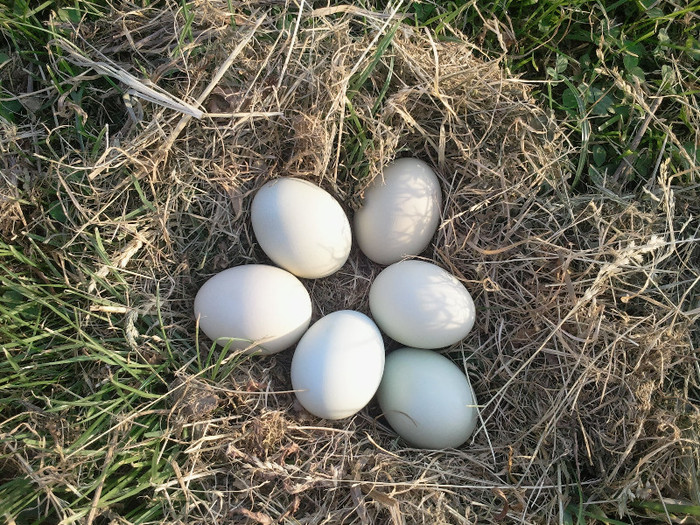 easter eggs; ouale au nuanta verde-turcoaz
