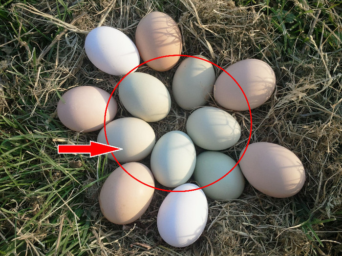 easter eggs - easter eggers