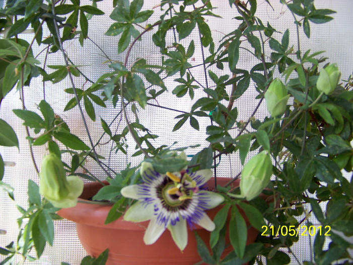 317_6346 - passiflora 2012