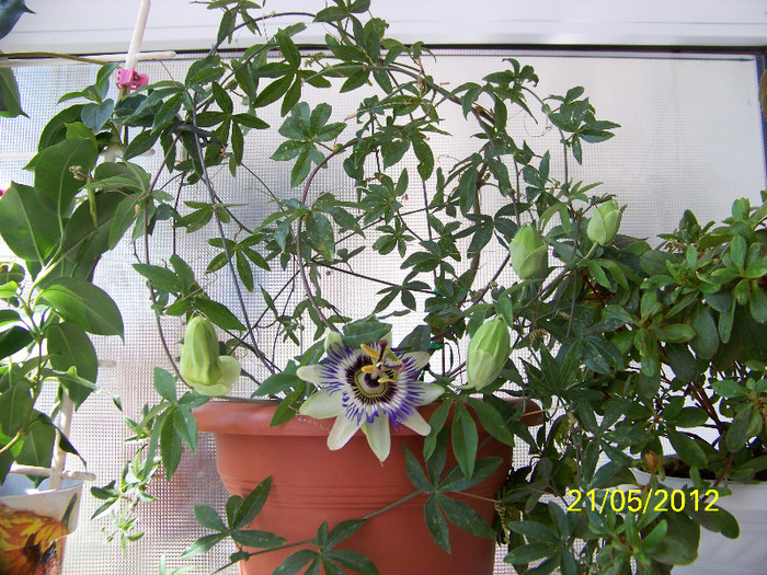 317_6347 - passiflora 2012