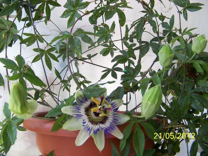 317_6348 - passiflora 2012