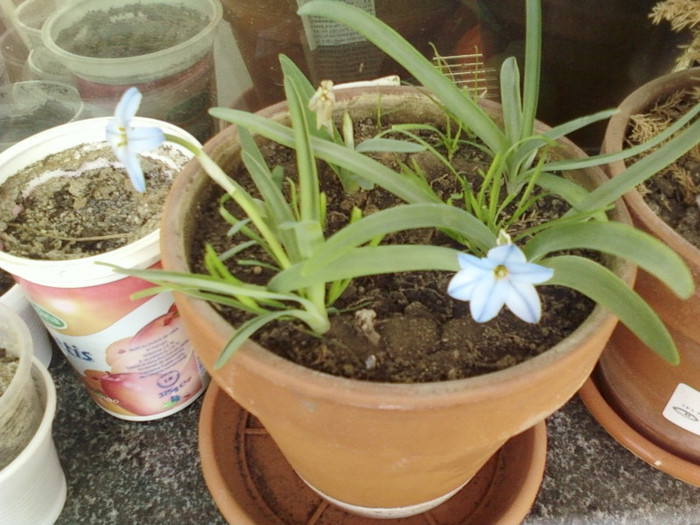 22 mai 2012-flori 001 - mai 2012