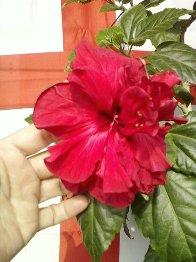 22 mai 2012-flori 013