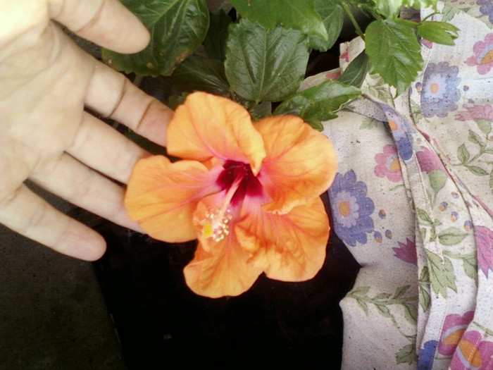 hibi holliday yellow