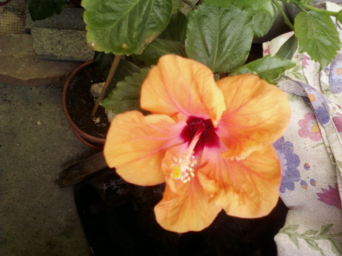 22 mai 2012-flori 015