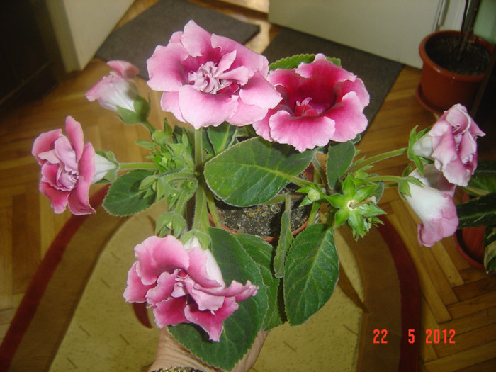 poze 653 - 2012-2011 GLOXINIA