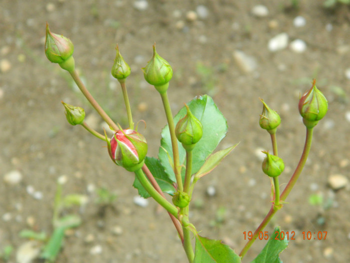 cam asa arata... - 5_MAI