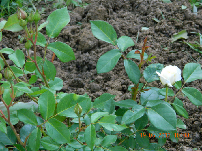 in sfarsit , primul trandafir