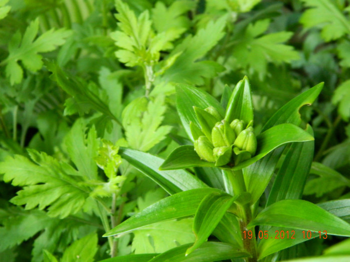 crini din 2011 - 5_MAI