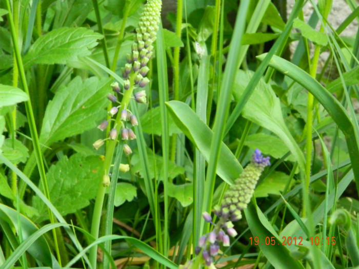 acum incep sa infloresca