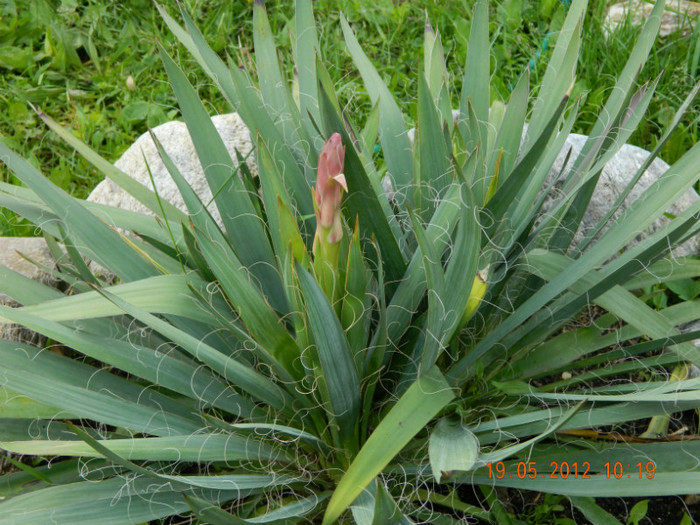 in sfarsit,ma rasplateste cu flori....URAAAAAA !