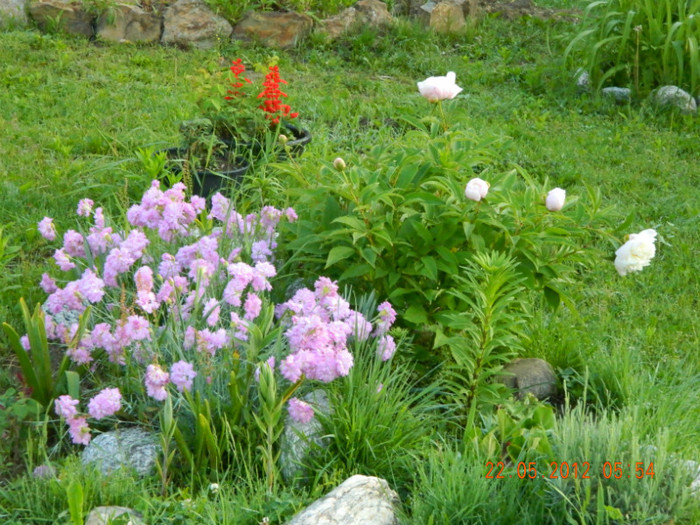 tufe garofite si bujori