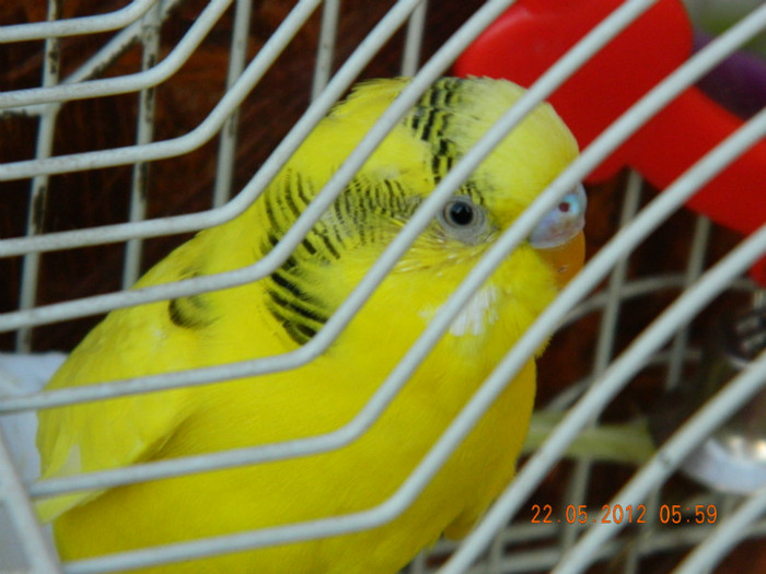 perusul meu ...BIBI !; 21 mai 2012 , de Sf.Constantin si Elena
