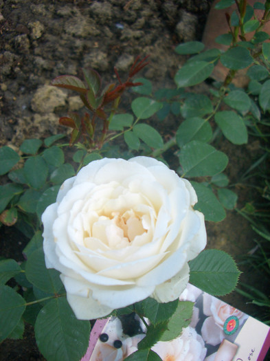 CIMG5118 - trandafiri 2012