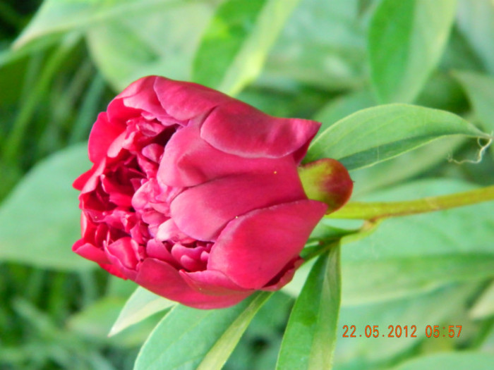 multumesc , Mariana Nastase