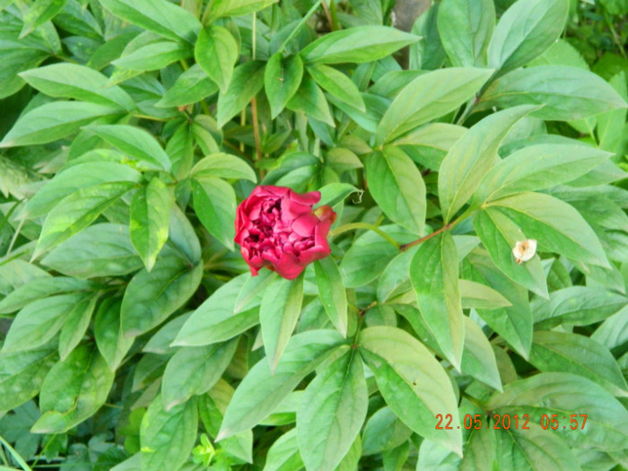 pentru bujor "unchiul Stelica"