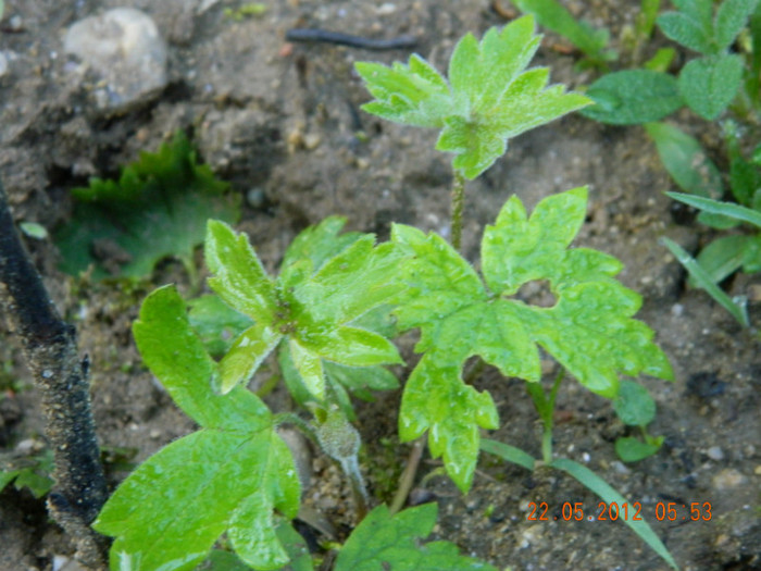 Taisia...uite si nemtisorul...copacel-copacel...