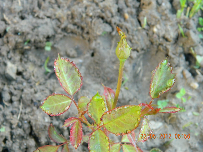 harnicut de la Taisia,multumesc