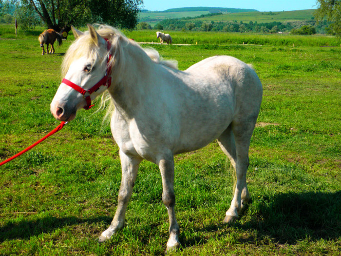 poza 251