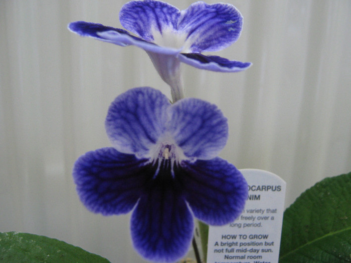  - streptocarpus Denim