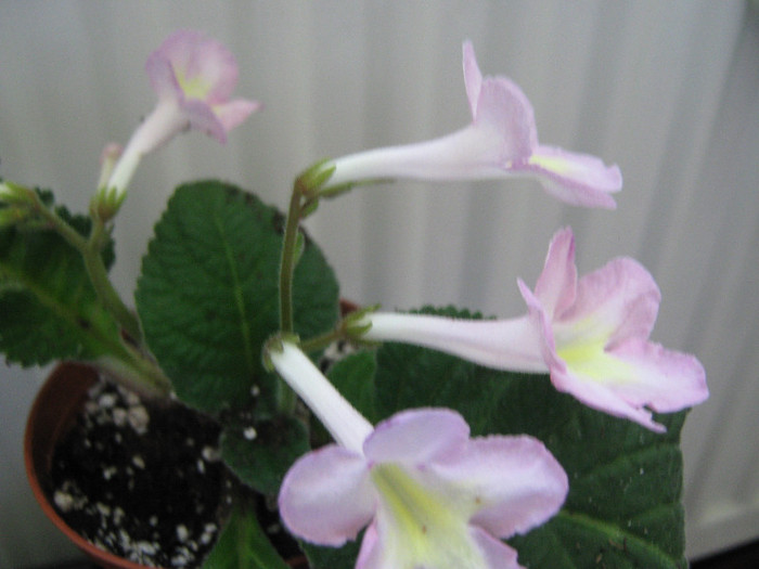  - streptocarpus Bristol s Potpourri