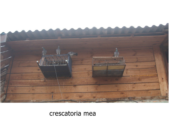 crescatoria mea si alui tata - contact