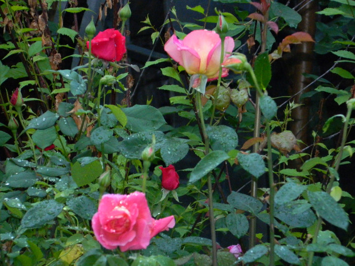 DSCN5374 - TRANDAFIRI 2012
