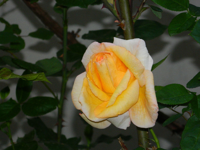 DSCN5421 - TRANDAFIRI 2012