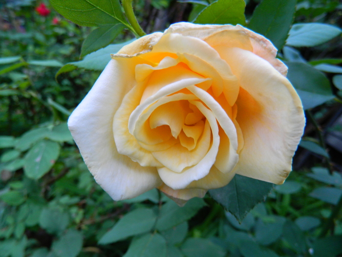 DSCN5430 - TRANDAFIRI 2012