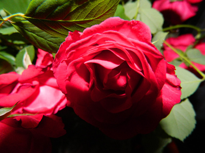 DSCN5537 - TRANDAFIRI 2012