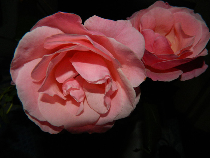 DSCN5541 - TRANDAFIRI 2012